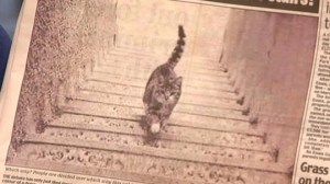 cat steps